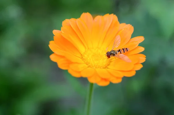 Calendula Bloem Close Een Natuurlijke Omgeving — Stockfoto