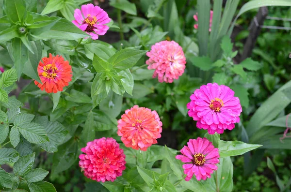 Zinnia Flowers Garden — Stock Photo, Image