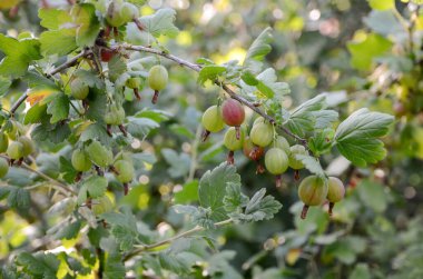 Bahçede olgun bektaşi üzümleri
