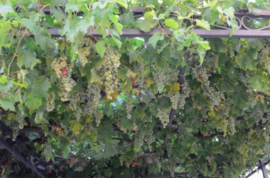 Yeşil yapraklı mor üzümler.