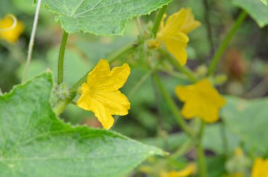 Bahçede salatalık çiçeği