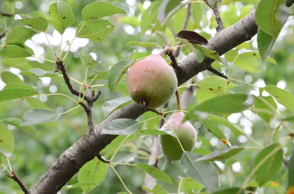 Primer Plano Pera Jardín — Foto de Stock