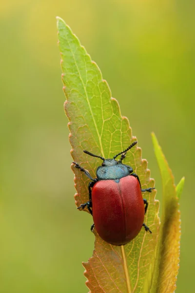 Chrysomela populi scarabée — Photo