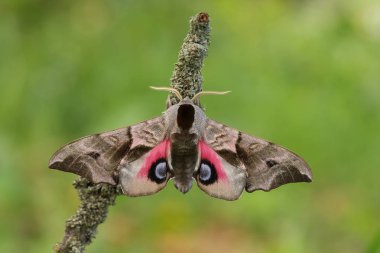 Gözlü Hawkmoth(Smerinthus ocellatus)