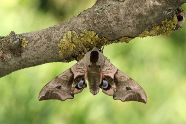 Gözlü Hawkmoth(Smerinthus ocellatus) 