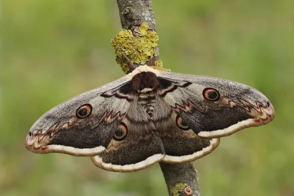 Giant peacock moth — Stok fotoğraf