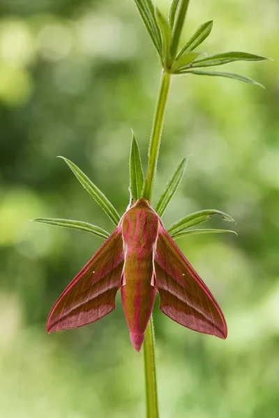 Elephant Hawk-moth(Deilephila elpenor) — Stock Photo, Image