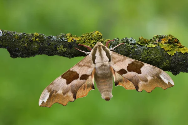 Vápno hawk moth (Mimas tiliae) Stock Fotografie
