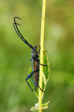 Misk böceği (Aromia m) 