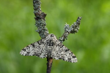 Peppered Moth(Biston betularia) clipart