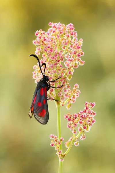 六斑伯内特 (Zygaena filipendulae) — 图库照片