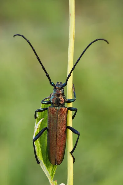 Musk beetle(Aromia moschata) — Stock Photo, Image