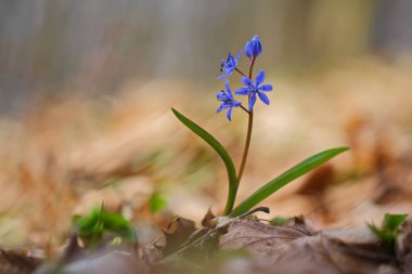 Squill çiçek (Scilla bifolia)