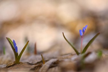 Squill çiçekler (Scilla bifolia)