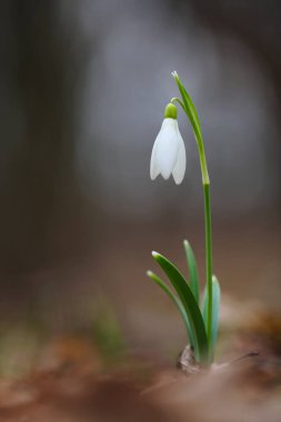 Ortak kardelen (Galanthus nivalis)