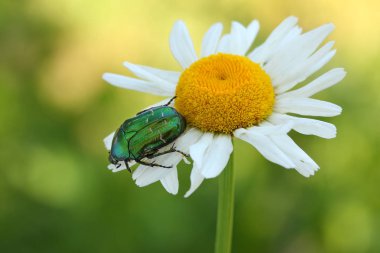 Yeşil gül chafer (Cetonia aurata)
