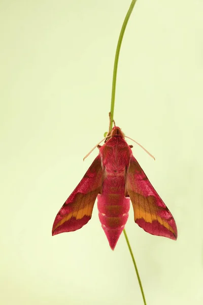 Liten elefant Hawk-moth (större porcellus) — Stockfoto