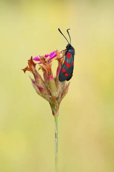 Six-spot burnet(Zygaena filipendulae) — Stock Photo, Image