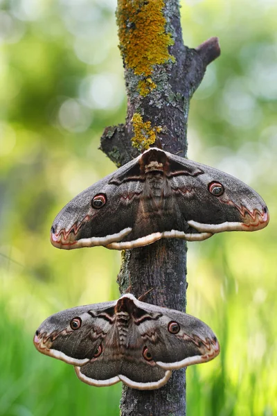 Giant Peacock Moth (Saturnia pyri) — Stock fotografie