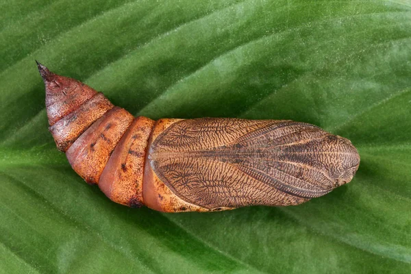 SÄNGHALM Hawk-moth chrysalis (Hyles gallii) — Stockfoto