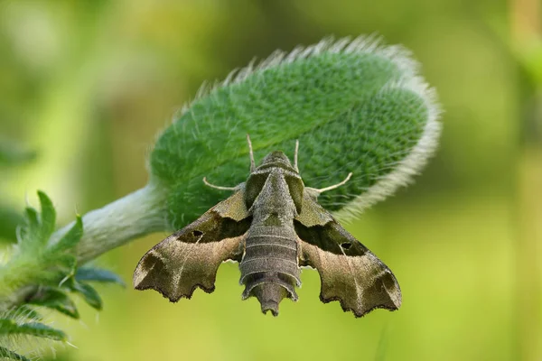 Willowherb Hawkmoth (Proserpinus proserpina) 로열티 프리 스톡 이미지