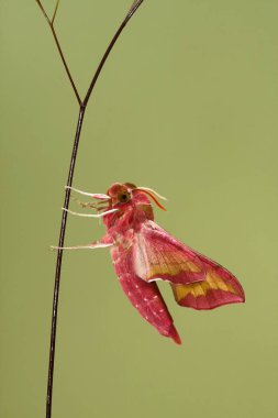 Küçük fil Hawk-güve (Deilephila porcellus)