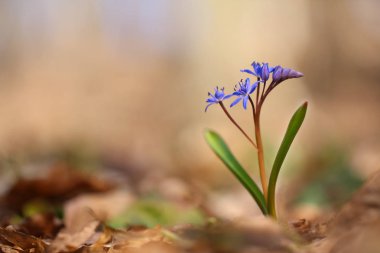 Squill çiçek (Scilla bifolia)