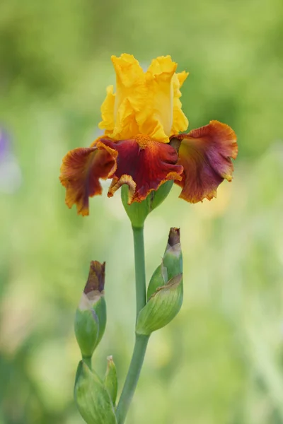 Iris druhu nejvyššího sultána — Stock fotografie