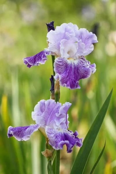 Iris van een soort fancy dress — Stockfoto