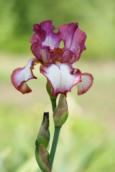 Iris druhu Slavjanskyi bazar — Stock fotografie