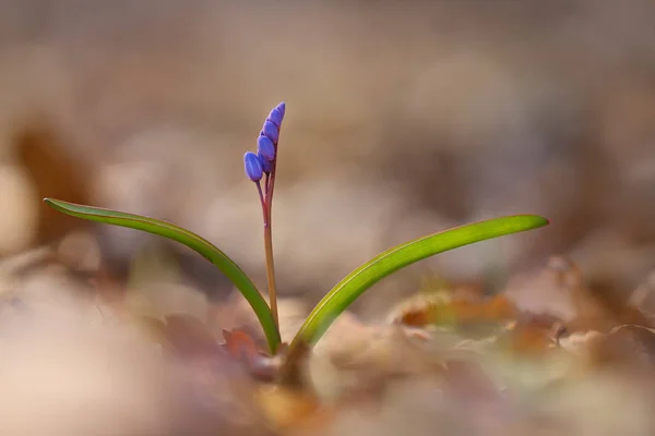 Fleur de courge (Scilla bifolia ) — Photo