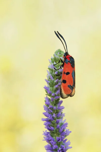 Traça burnet palavra de sangue (Zygaena laeta ) — Fotografia de Stock