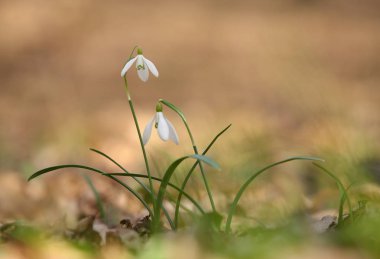 Bahar ormandaki ortak kardelen (Galanthus nivalis)