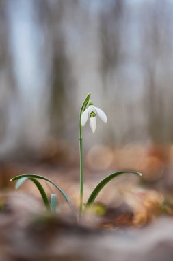 Bahar ormandaki ortak kardelen (Galanthus nivalis)