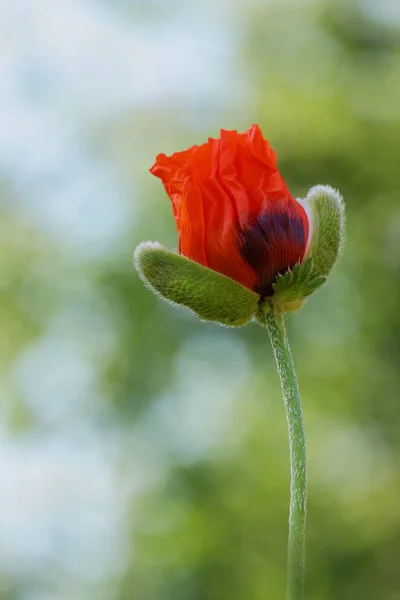 Blossoming out bud of flower of poppy — Stock Photo, Image