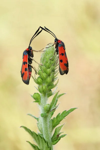 Traça burnet duas palavras de sangue (Zygaena laeta ) — Fotografia de Stock