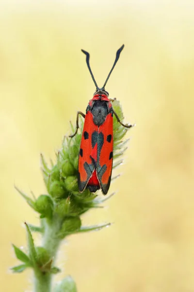 Traça burnet palavra de sangue (Zygaena laeta ) — Fotografia de Stock