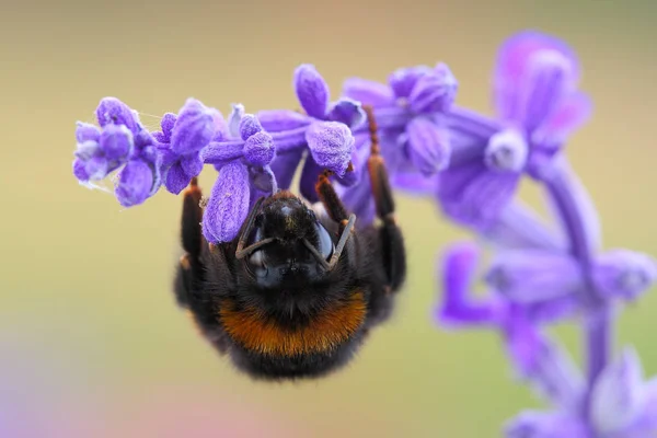 Humlor (Bombus) resten på blommor — Stockfoto