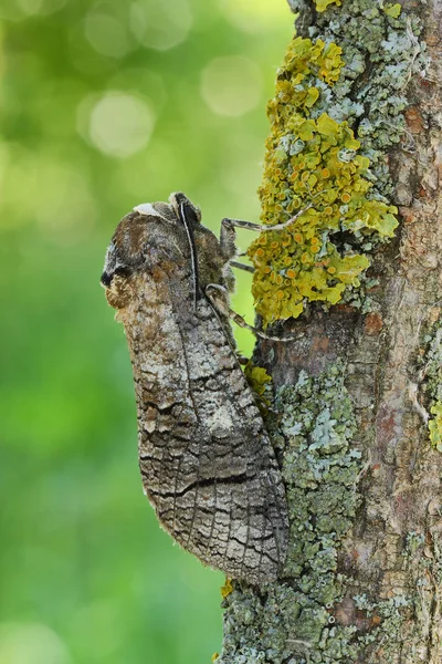 Goat moth(Cossus cossus) — Stok fotoğraf