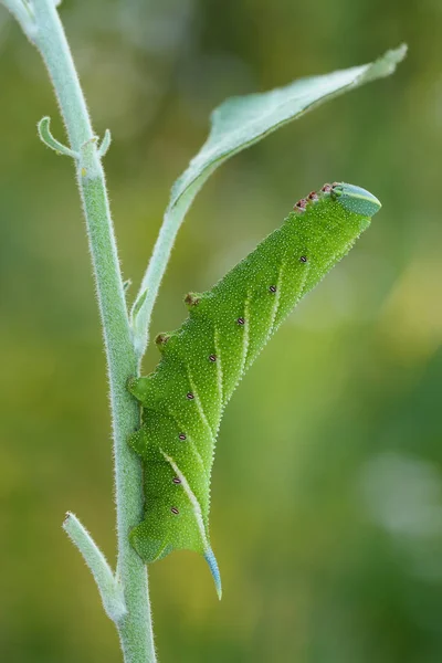 Eyed hawk-moth caterpillar(Smerinthus ocellatus) rest in de stengel — Stockfoto