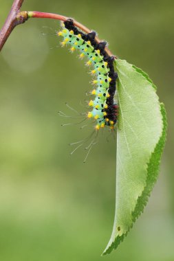 Giant peacock moth caterpillar(Saturnia pyri) on the hostplant clipart