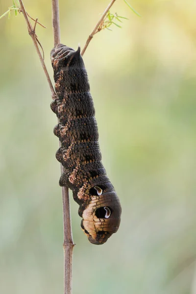 大象鹰蛾毛虫 (Deilephila elpenor) 对 hostp — 图库照片