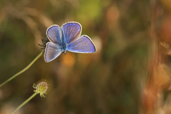 Голубая бабочка (Polyommatus icarus) отдыхает на растении — стоковое фото