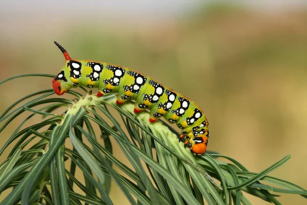 Limpiar la oruga de la polilla halcón (Hyles euphorbiae) en la planta huésped Fotos de stock libres de derechos