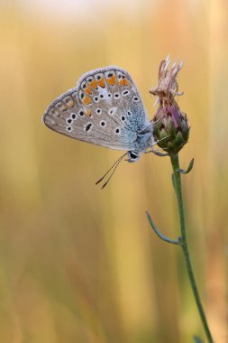 Ortak mavi kelebek (Polyommatus icarus) dinlenme tesisi