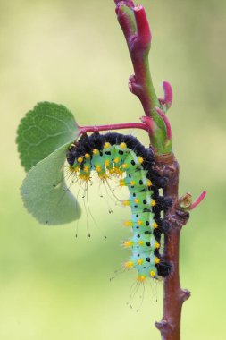 Giant peacock moth caterpillar(Saturnia pyri) on the hostplant clipart