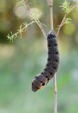 Fil Hawk-güve caterpillar (Deilephila elpenor) hostp