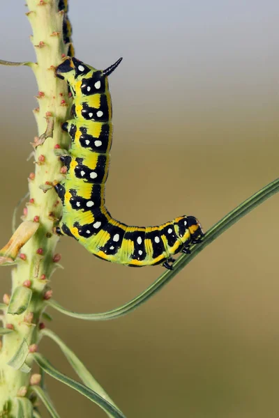 Wolfsmelkpijlstaart hawk-moth caterpillar (Wolfsmelkpijlstaart) op de hostplant — Stockfoto