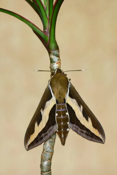 Bedstraw Hawk-moth(Hyles gallii) rest in the brunch — Stock Photo, Image