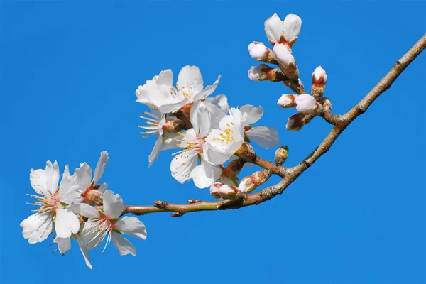 Flores de primavera en Branchlet — Foto de Stock